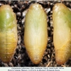 polyommatus rjabovi talysh pupa1